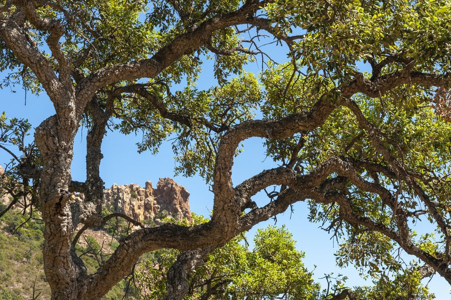 Chêne-liège (Quercus suber) dans le massif de l'Esterel