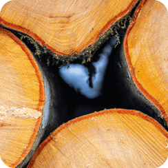 Bois de pin