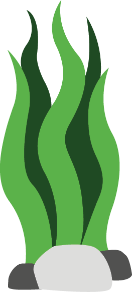 Algues