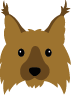 Coyote