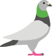 Pigeon