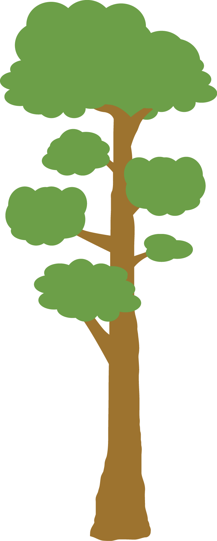 Sequoia